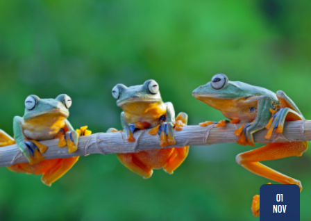 The Boiling Frog Theory: How Small Problems Quietly Boil Your Business
